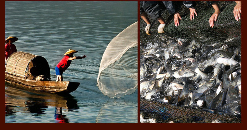 零食 湖南特产 味芝元洞庭野生香辣味鱼排鱼块1包26g