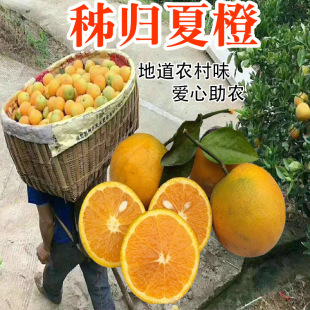 zigui summer oranges can be shipped from hubei, current season fruit oranges, fresh large navel oranges, 10 kg fcl