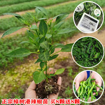 Authentic Zhangshu Port Hot Chili Miao Miao Miao chilli Miao with flowers open and strong Miao Hunan chili Miao Miao Shunfeng