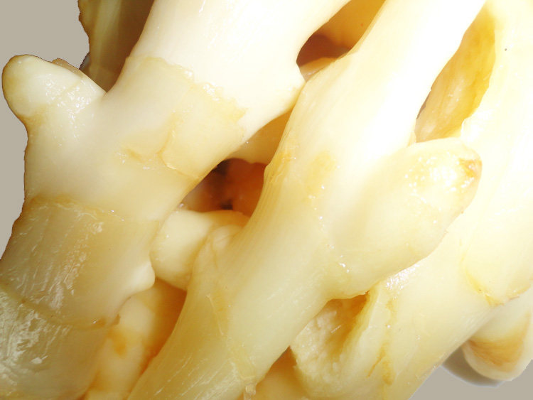 2015新鲜泡嫩姜 老坛泡姜 爽口开胃 重庆泡菜泡仔姜500g 5份包邮