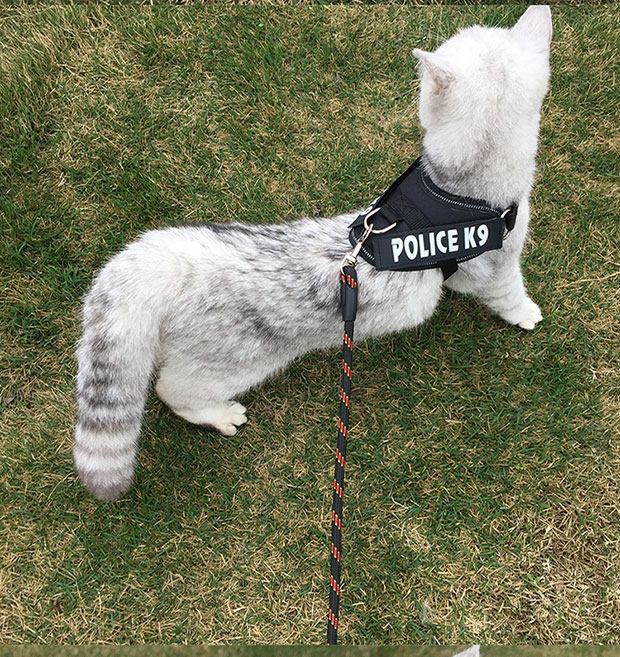 猫咪猫绳遛猫绳背心式防挣脱拴猫牵猫专用牵引溜猫绳猫家用牵引绳