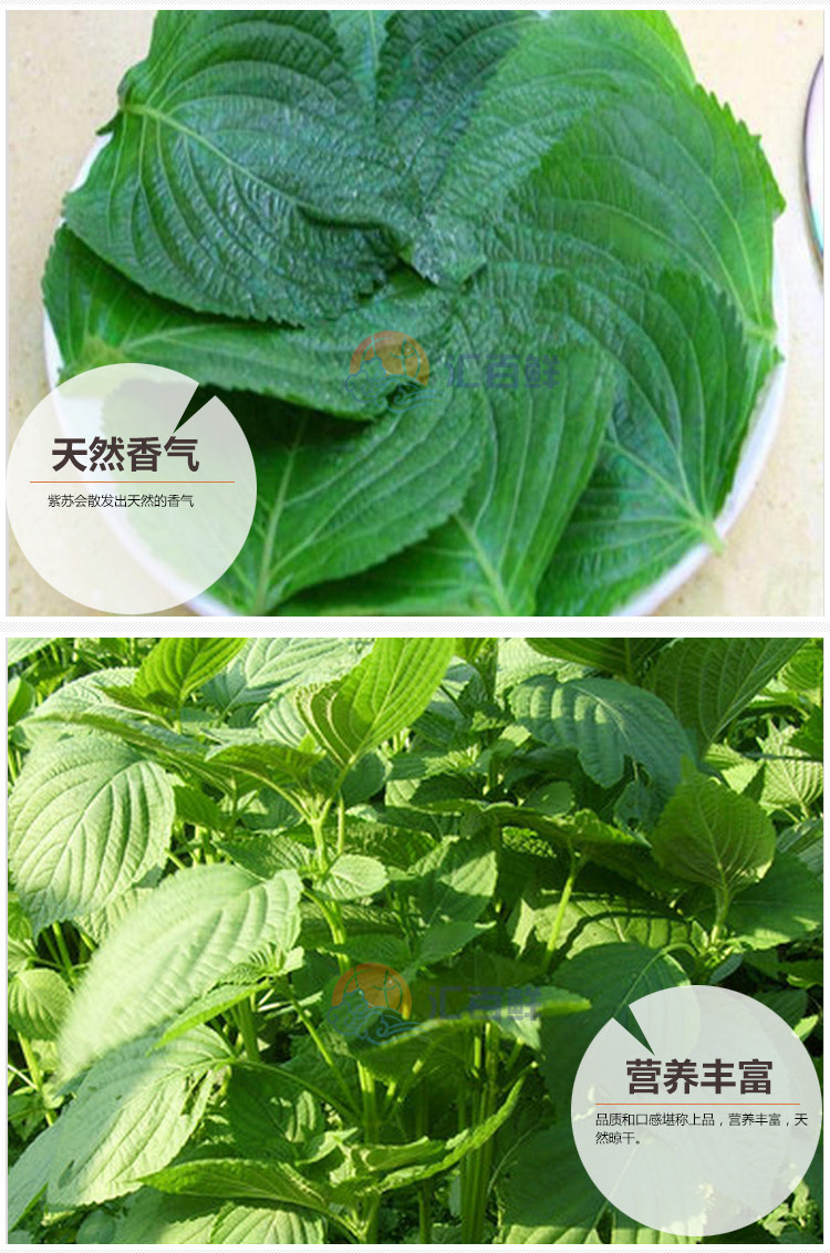 新鲜紫苏叶苏子叶 韩国料理 生鱼片刺身 香料烤肉