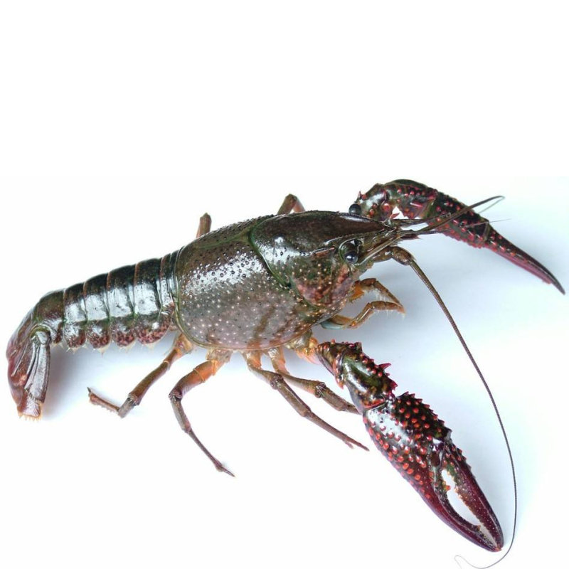 清水小龙虾活虾 正宗生态湖北潜江特产新鲜包邮批发