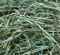 There are subtilis United States imports ti mo xi cao beauty mention grass had two fold Rod ye xiang green 500g five pounds