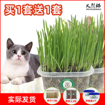 Cat Grass Potted Seed Cat Snacks Kitty goes to fur Ball Digestion Home-grown Cat Grass Planting Suit Wheat Cat Grass Flakes