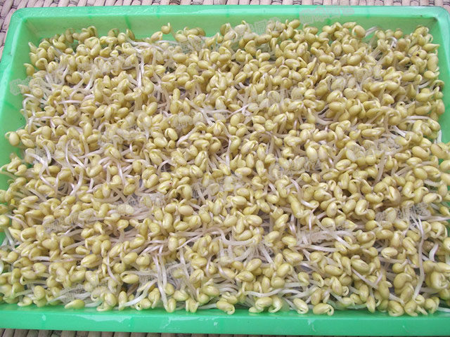 3,2天左右出芽整齐,记住期间不能见光否则就成黄豆苗了亲,配天保持