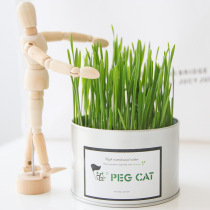 Peg kitten iron black cat grass grass cat snack coconut chaff soil easy to grow hair ball