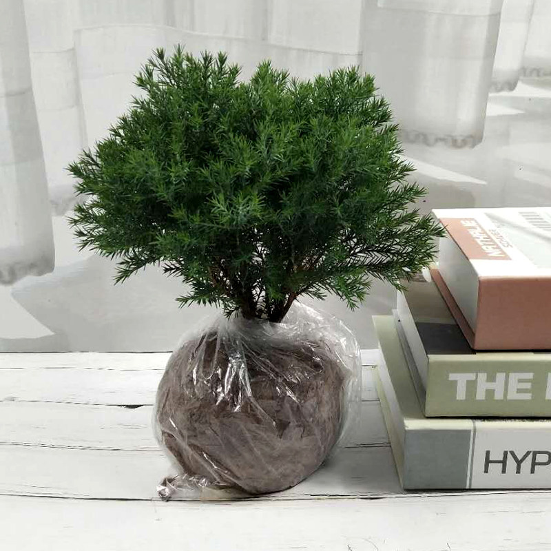 雾松盆景植物小盆栽 室内绿植球柏 四季常青 水松花卉蓬莱松包邮
