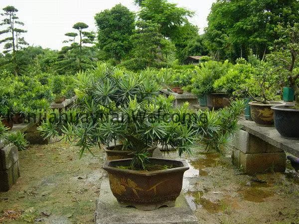 盆栽室内花卉罗汉松盆景/台湾雀舌小叶罗汉松树苗净化空气 价格:9.图片