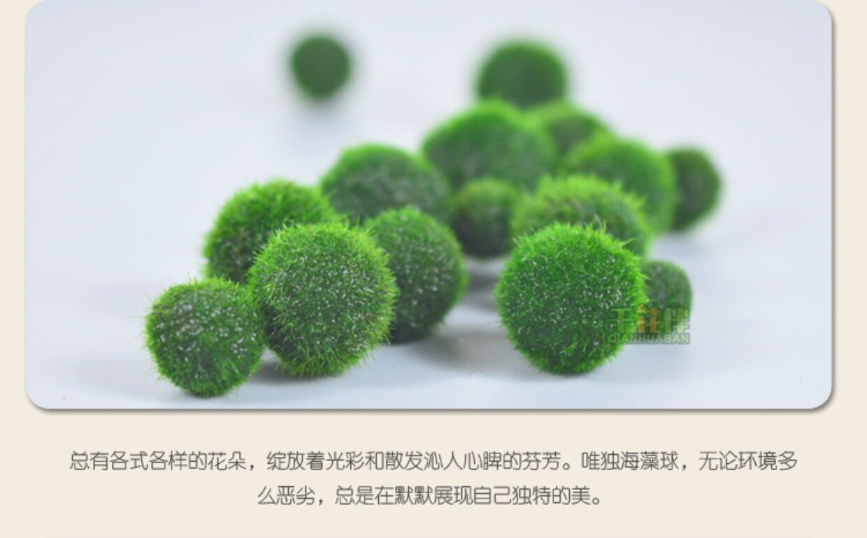 幸福海藻球小mo微景观生态瓶儿童种植diy室内小盆栽 草水培植物_7折
