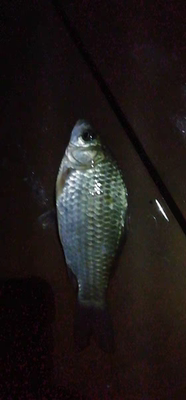 目前看来威联盟鱼竿质量怎么样,好不好用?是不是杂牌的鱼竿?