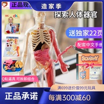 SmartLab Exploring Human Organs Muscle Structure Skeleton Simulation Anatomical Model Children Science stem Toys