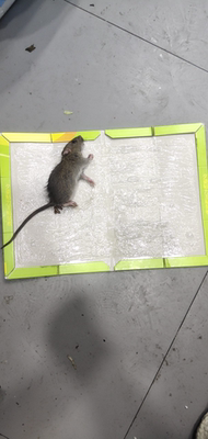 而且这粘鼠板的胶水也多,粘鼠板厚度也很好,非常有效的粘鼠板,一190