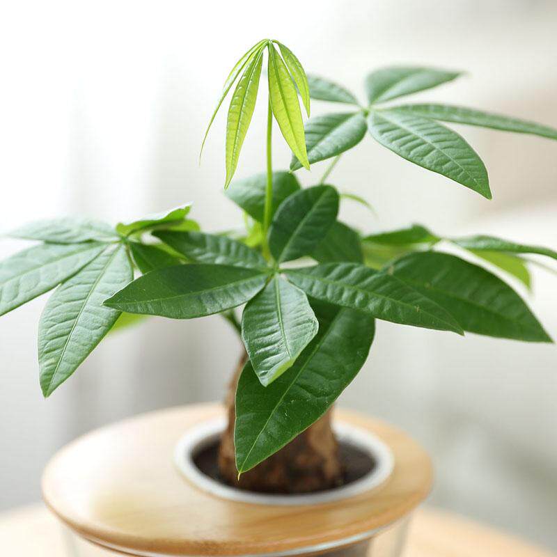 如水迷你发财树