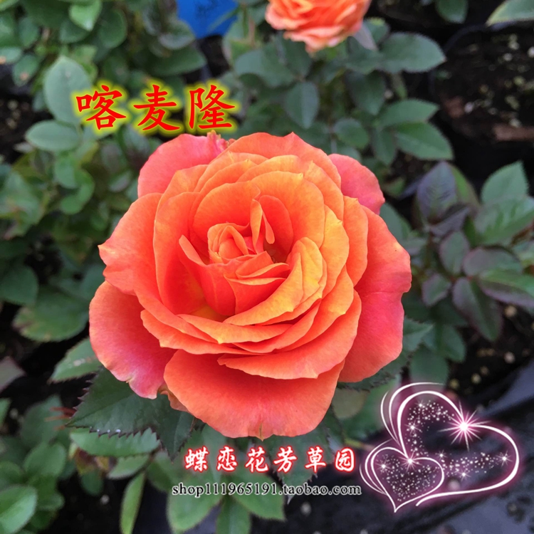 欧月喀麦隆月季大花微月四季开花勤切花进口月季庭院阳台花卉盆栽_7折