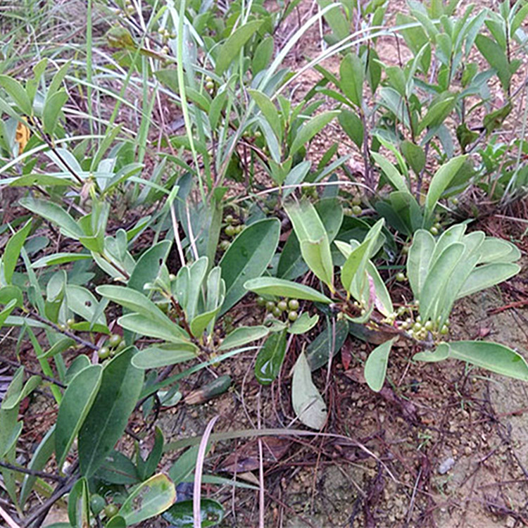 新鲜 白花酸果藤根 头 山盐酸鸡 酸醋藤 入地龙 信筒子咸酸果500g