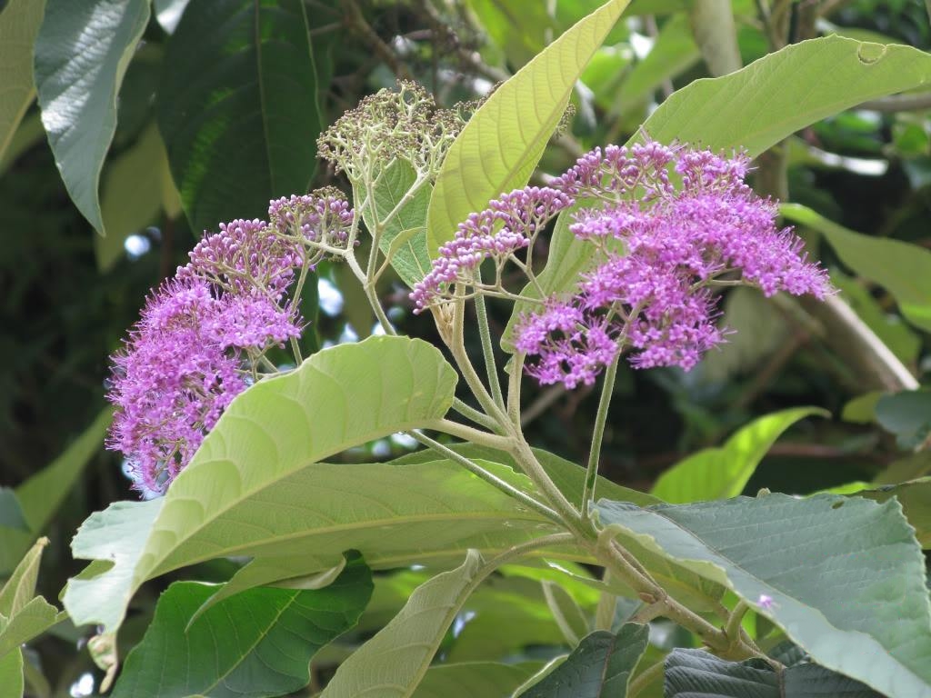 赶风柴鲜品中草药材 节节红 饭汤叶亚寨凡大班鸠米白花茶裸花紫珠