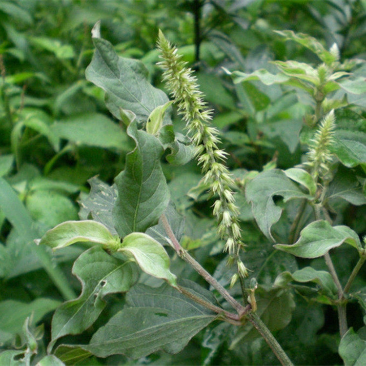 野生新鲜牛膝根 土牛膝根 紫牛膝 红牛膝 倒扣草根 扭伤现挖500克