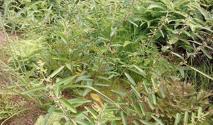 新鲜 山芝麻 岗油麻 山芝麻根 山油麻 坡油麻 假芝麻