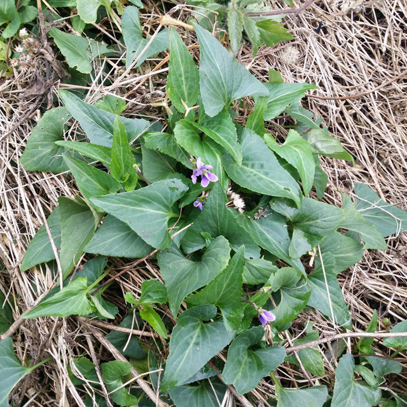 新鲜野生犁头草铧头草带根紫花地丁犁嘴草心叶堇菜500g发顺丰