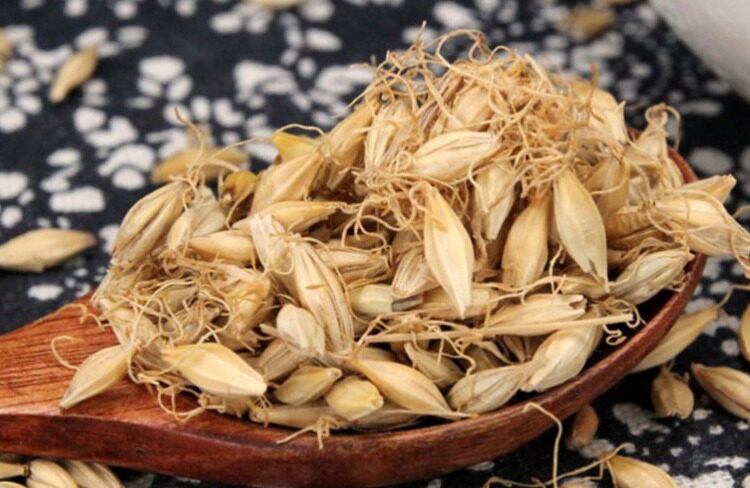 生麦芽回奶500g包邮中药材大全麦芽晒 非同仁堂中草药店铺