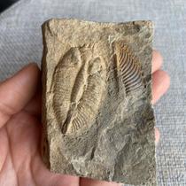 Natural boutique trilobite fossil crown worm Zhangs worm gift box hardcover version teaching science