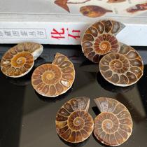 Natural stained snail slices to open paleontological fossils popular science collection childrens gifts hand-woven rope material