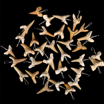 Tooth Fossil Pendant Paleontology Fossil Pendant Featured Gift Specimen