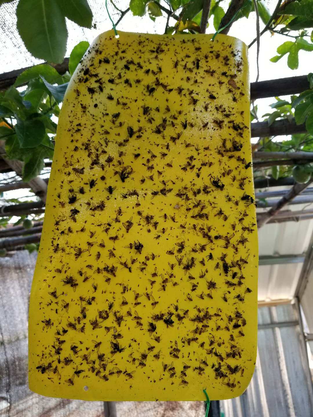 实蝇粘板诱捕器针蜂粘贴果实板果蝇引诱剂果诱粘剂粘虫板包邮