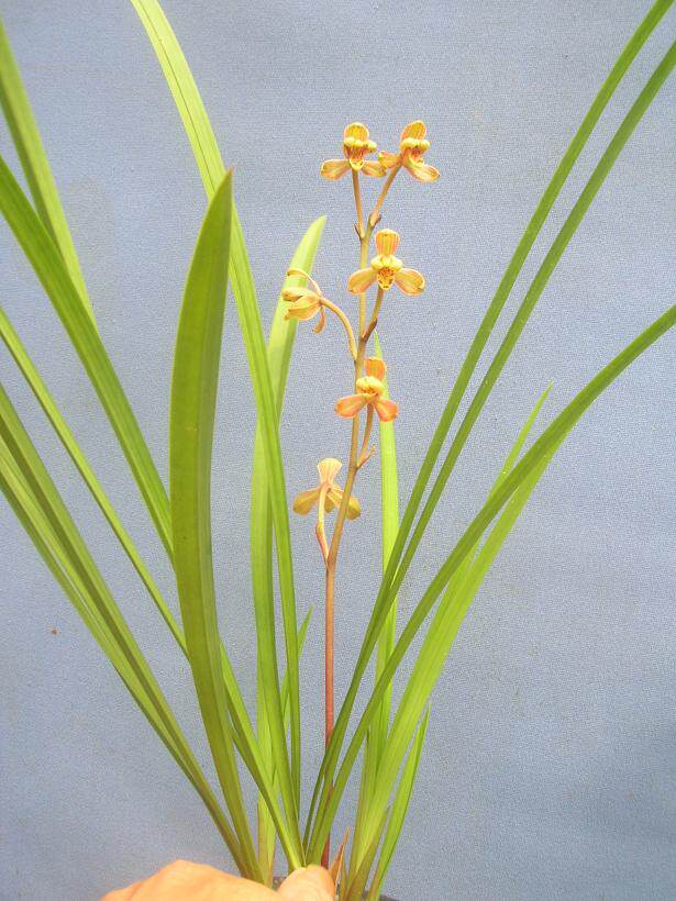 兰花四季兰建兰 福建南靖县下山品种 如意梅 60元/苗