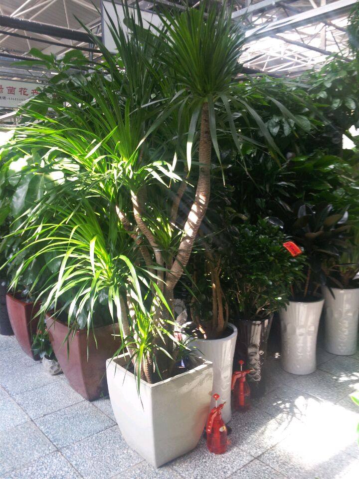 大型龙血树净化空气庭院植物室外绿植大型盆栽植物花卉绿植盆景