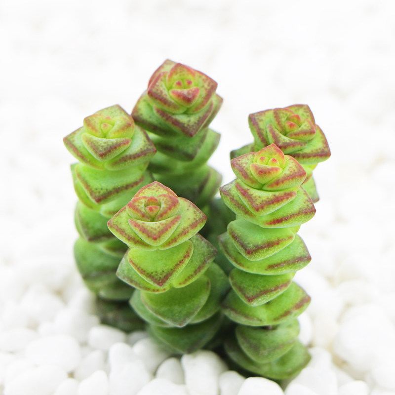 钱串 多肉 多肉植物 桌面绿植窗台植物组合多肉植物肉肉盆栽花卉_7折