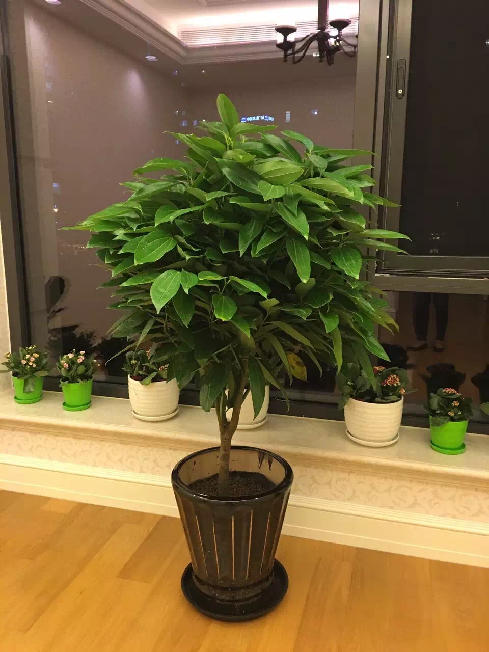 元宝树盆栽大型绿植租摆客厅发财树室内花卉金钱树植物北京送上门