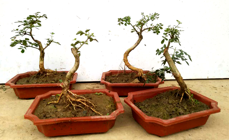 对节白蜡盆景苗 野生微型桌面盆栽素材适合微型盆景制作带盆发货