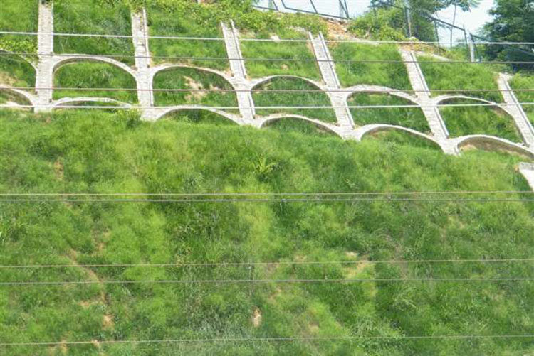 百喜草种子护坡草皮草坪改良果园植物花草花卉牧草批发