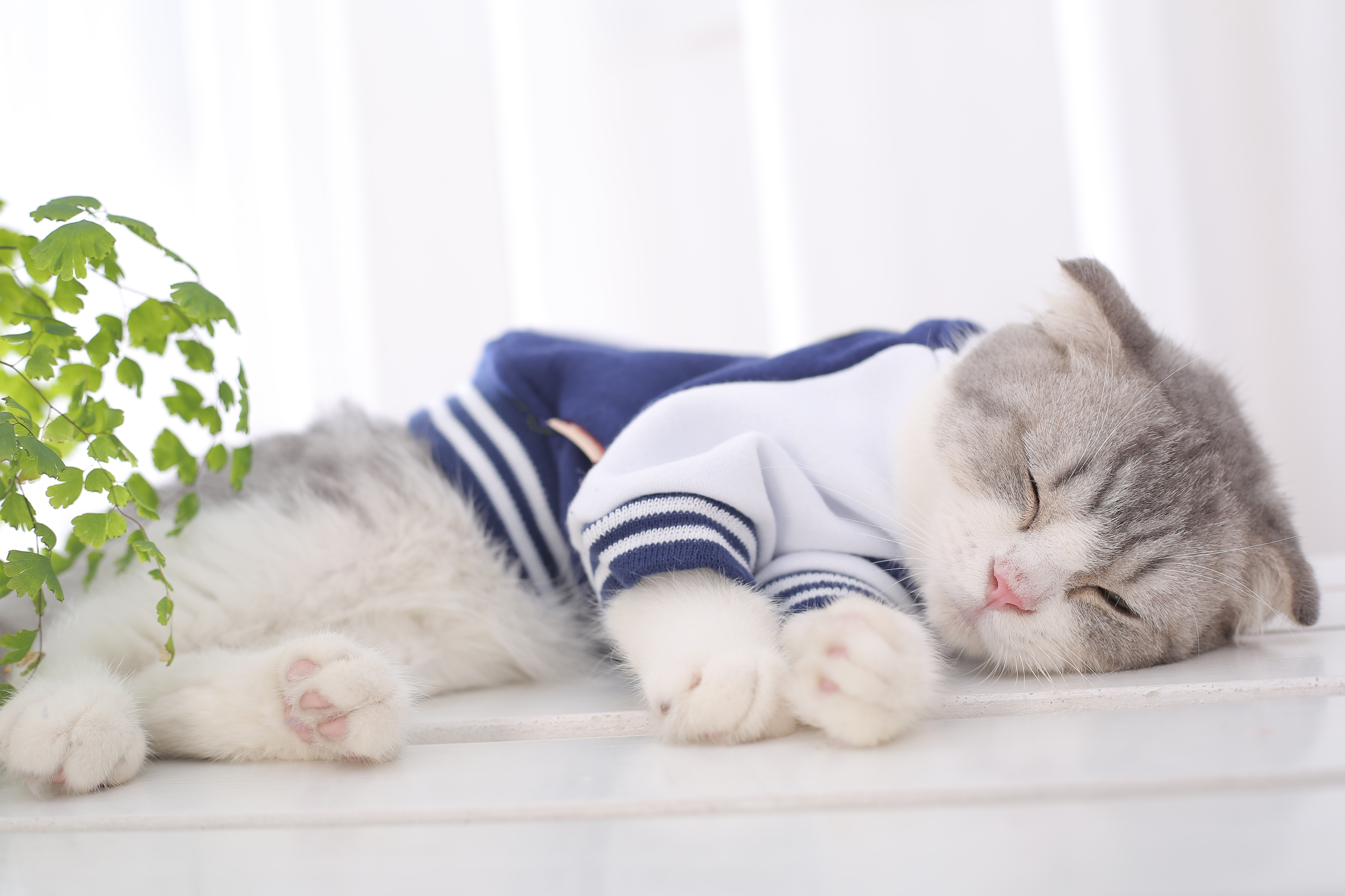 清仓猫衣服宠物秋冬猫咪衣服蓝猫衣服可爱幼猫的衣服英短猫衣服潮