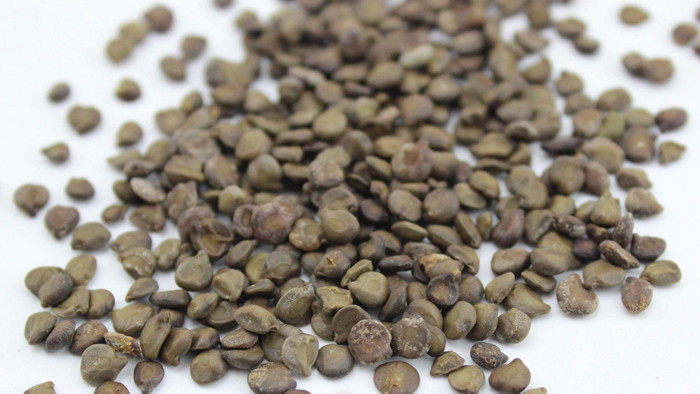 望江南子 中药材 望江南籽 羊角豆 野扁豆 抓药 中药 药用