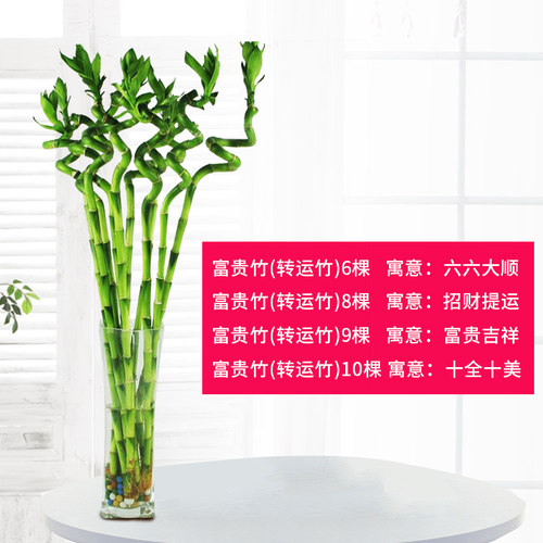 富贵竹转运竹盆栽水培植物观音竹开运旺财节节高绿植花卉观花植物_7折