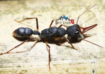 Ant love hunting sickle fierce ant Harpegnathos venator Ant home workshop photography live pet