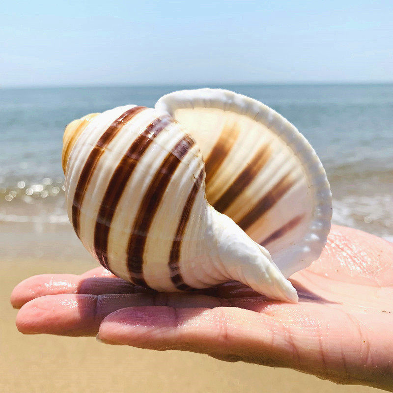 琴螺天然贝壳大海螺鱼缸水族箱装饰品卷贝鱼繁殖多肉花盆摆件螺号