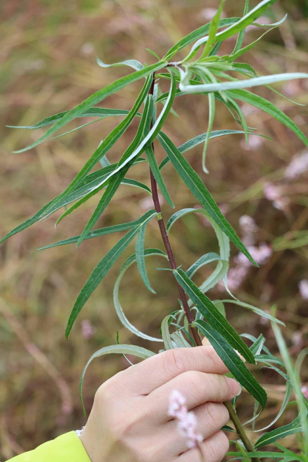 顺丰包邮 3斤装鄱阳湖野生红梗藜蒿泥蒿芦蒿新鲜藜蒿现摘直接下锅