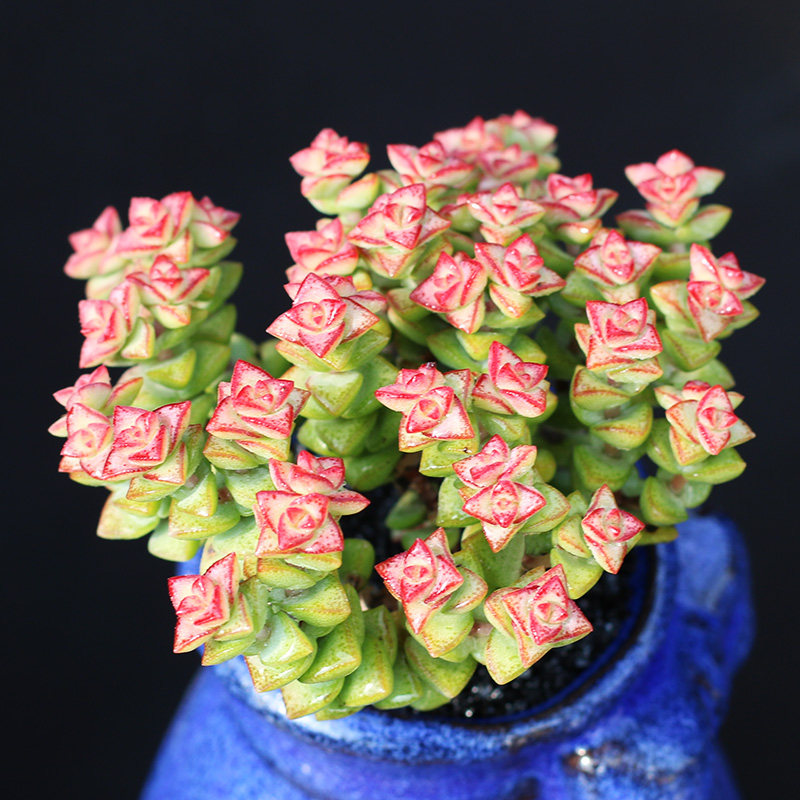 烤多肉园艺 小米星群生多头多肉植物桌面阳台盆栽小绿植 大棚直供_7折