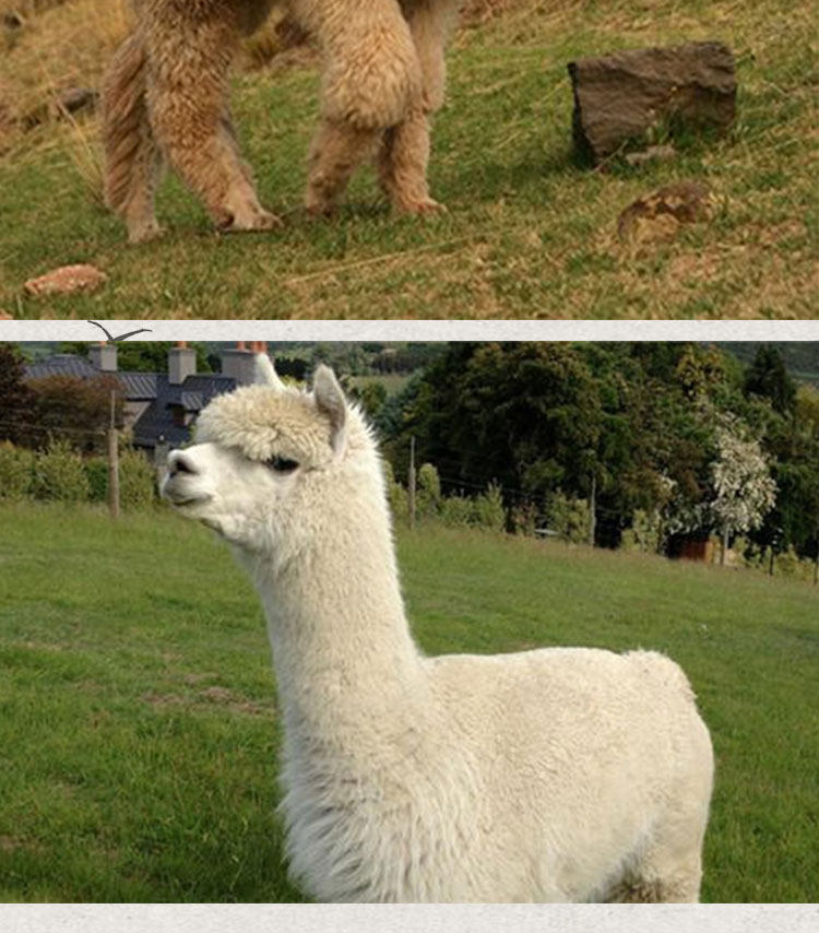 羊驼活物幼崽出售迷你活体小型草泥神兽草泥马小羊驼