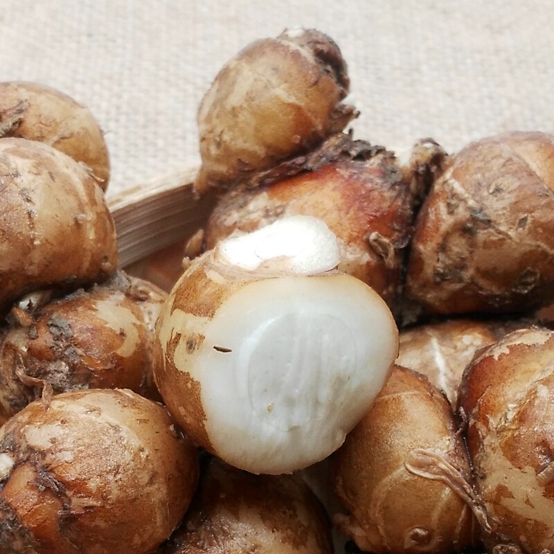 2斤装 沙姜 正宗茂名高州 新鲜蔬菜山奈 圣瑜 三柰三赖