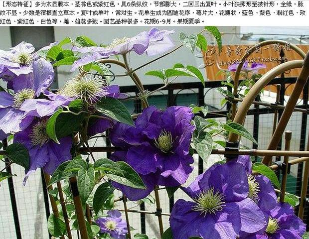 波兰进口铁线莲总统种根 铁线莲3年苗盆栽 爬藤攀援植物 当年开花_7折