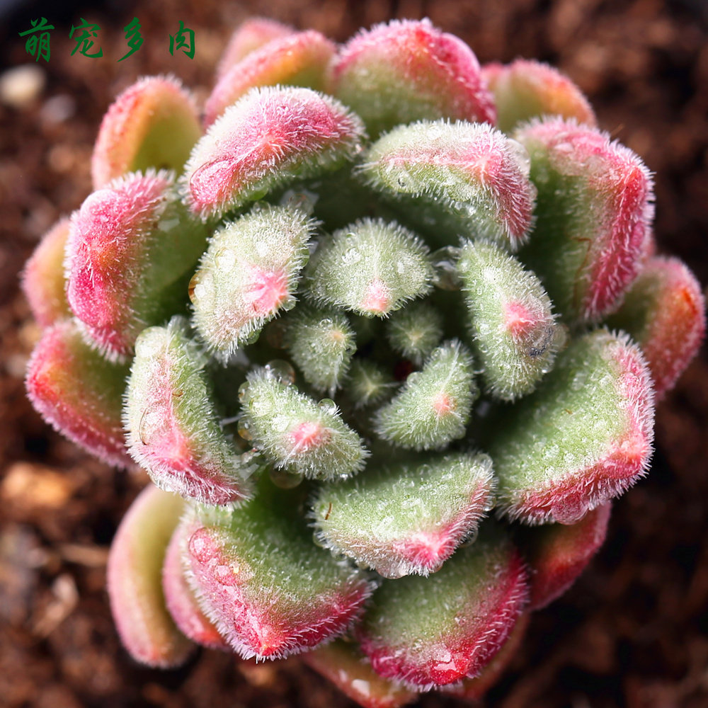 多肉植物红唇多肉植物盆栽办公桌阳台花卉绿植趣味肉肉植物小多肉