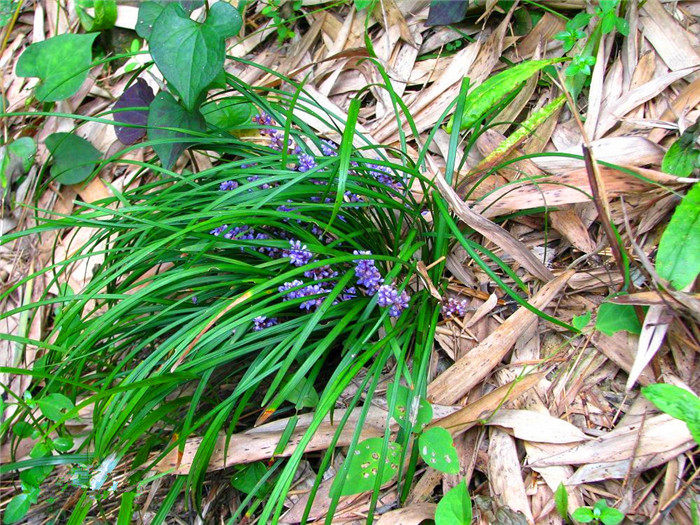 湖北恩施特产麦冬,沿阶草,书带草,麦门冬,寸冬 包邮