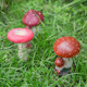 Garden gardening sketches landscape decorations creative home lawn flower pot resin crafts simulation mushroom ornaments Garden gardening sketches landscape decorations creative home lawn flower pot resin crafts simulation mushroom ornaments