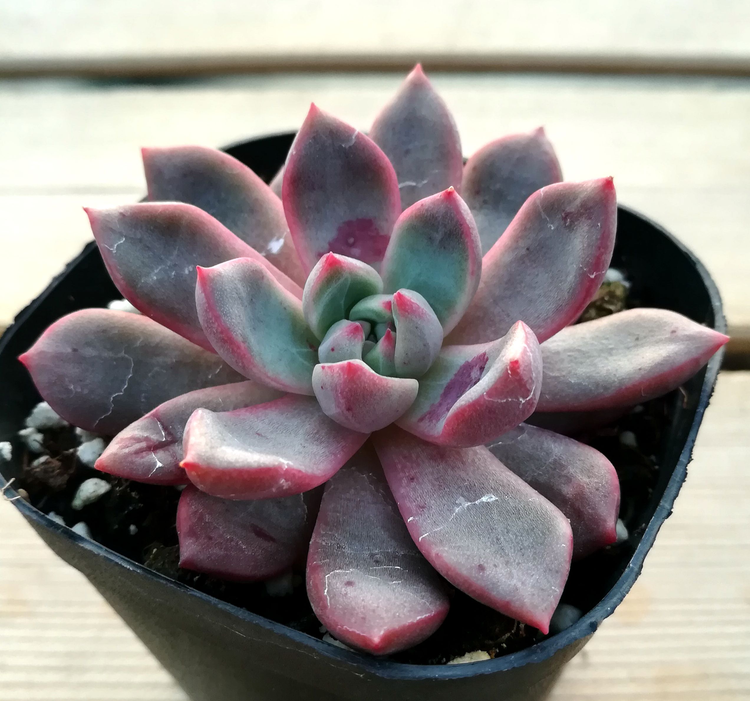 多肉植物【血燕回声】防辐射绿植盆栽创意迷你植物花卉_7折现价10.8元