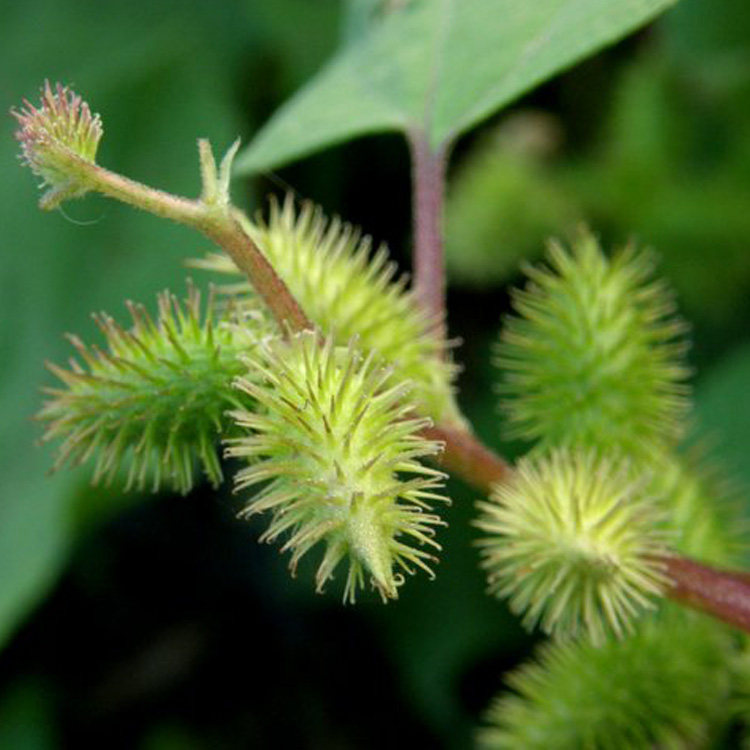 新货现采新鲜中药材野生苍耳草地葵虱马头老苍子全草500g